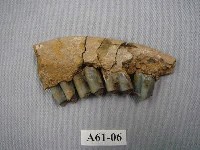 藏品(鹿下顎)的圖片